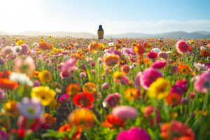 La Magie des Champs de Fleurs